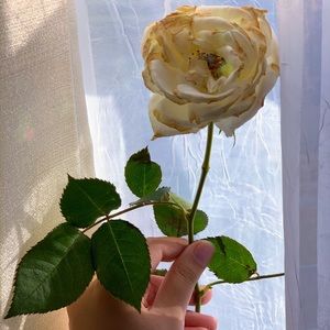 Meet your Posher, Hnin